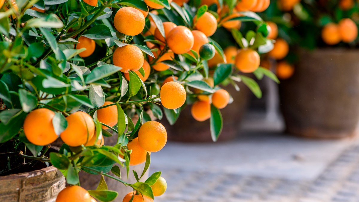projar citricos ornamentales